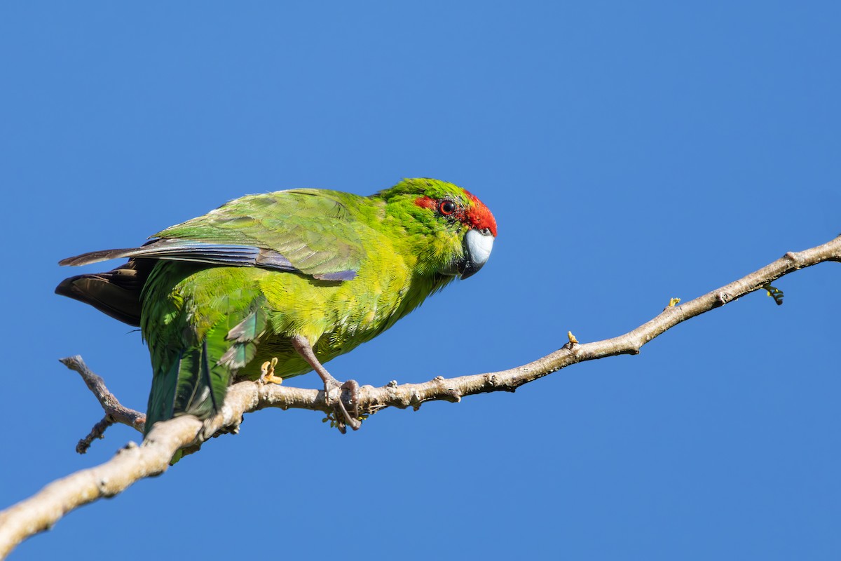 Red-crowned Parakeet - ML638554327