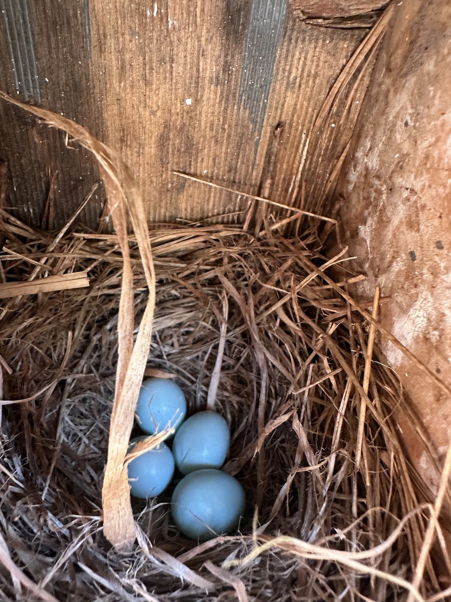 Eastern Bluebird - ML638554342