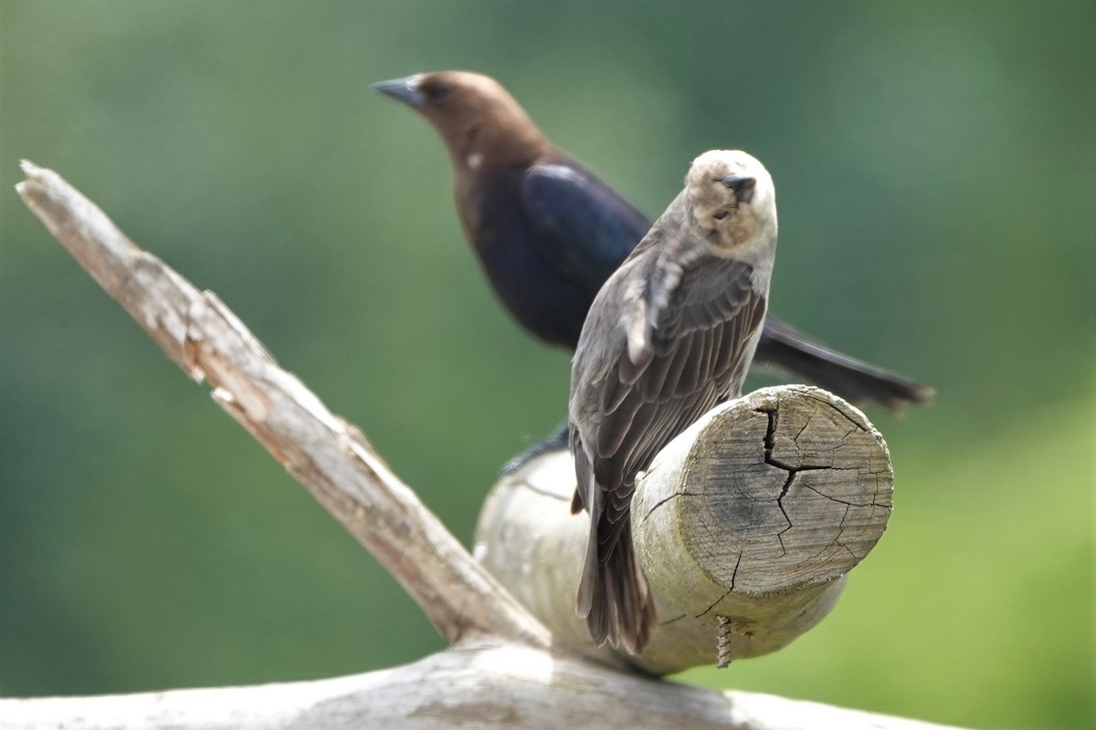 Brown-headed Cowbird - ML638554346