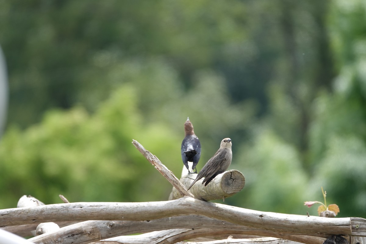 Brown-headed Cowbird - ML638554347
