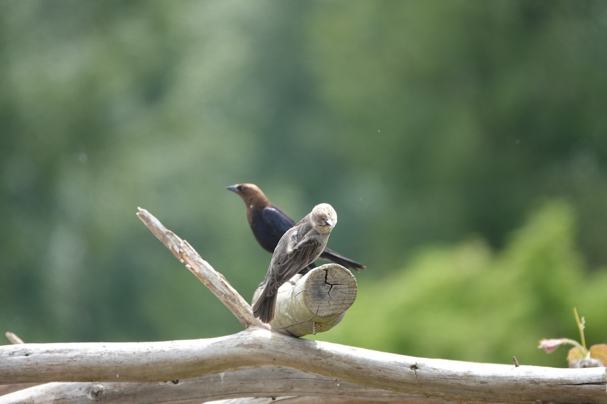 Brown-headed Cowbird - ML638554348
