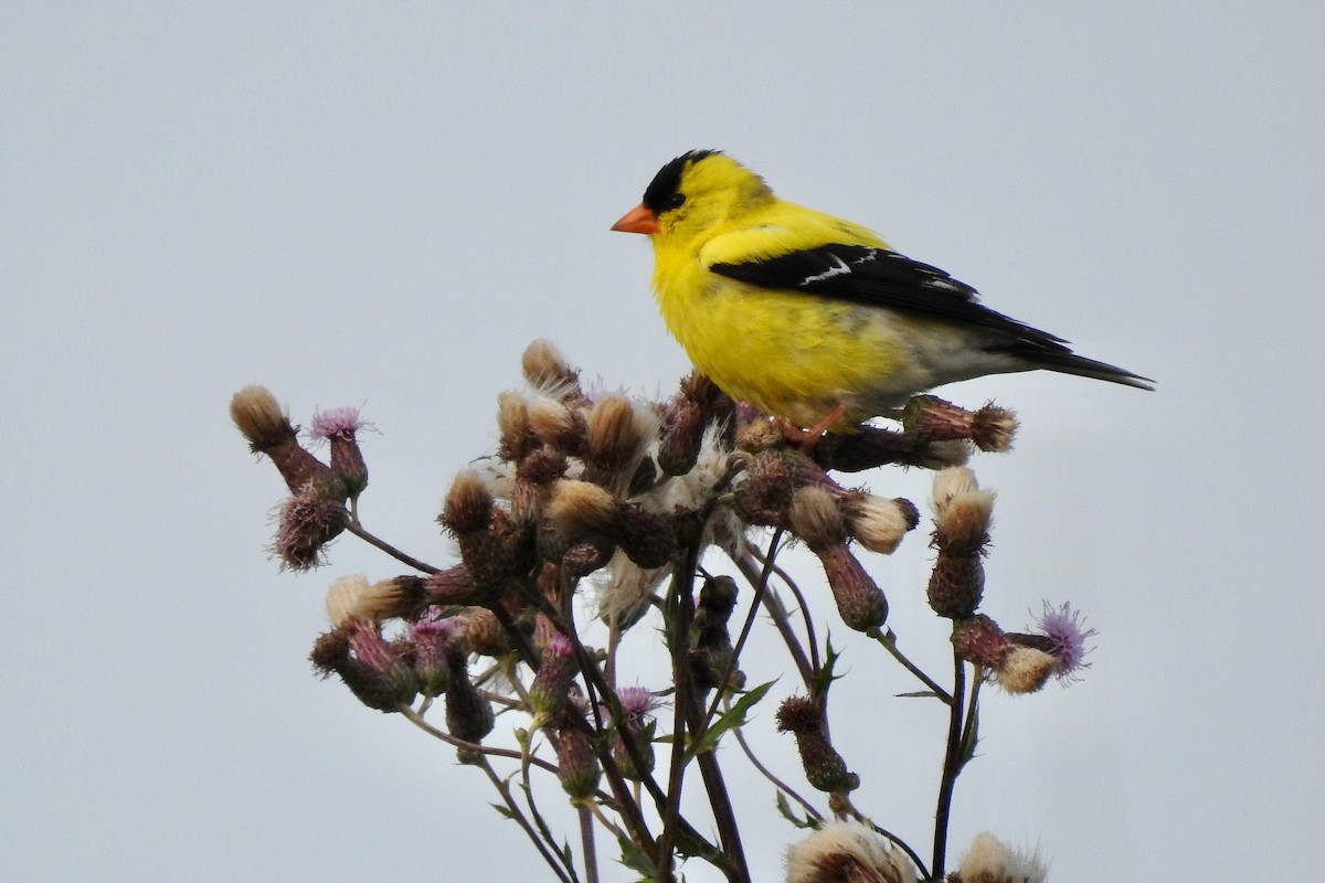 American Goldfinch - ML638554378