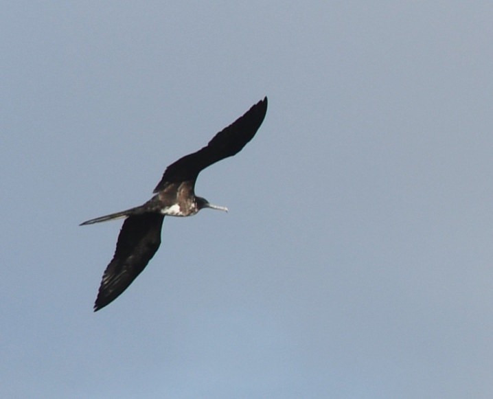 Magnificent Frigatebird - ML638554388