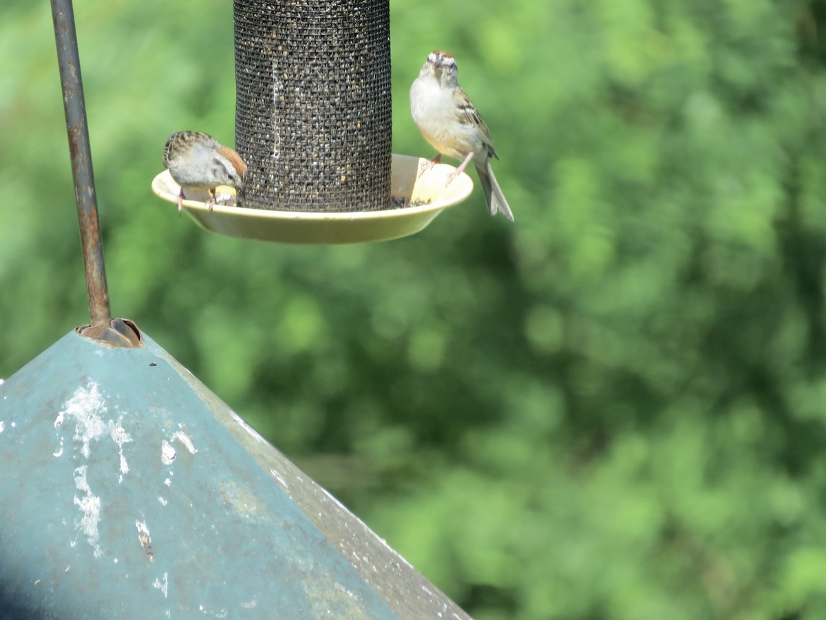 Chipping Sparrow - ML638554393
