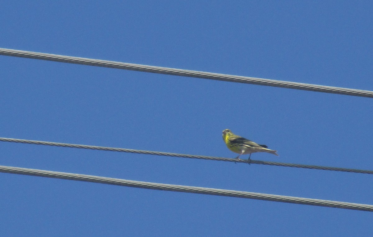 European Serin - ML638554394