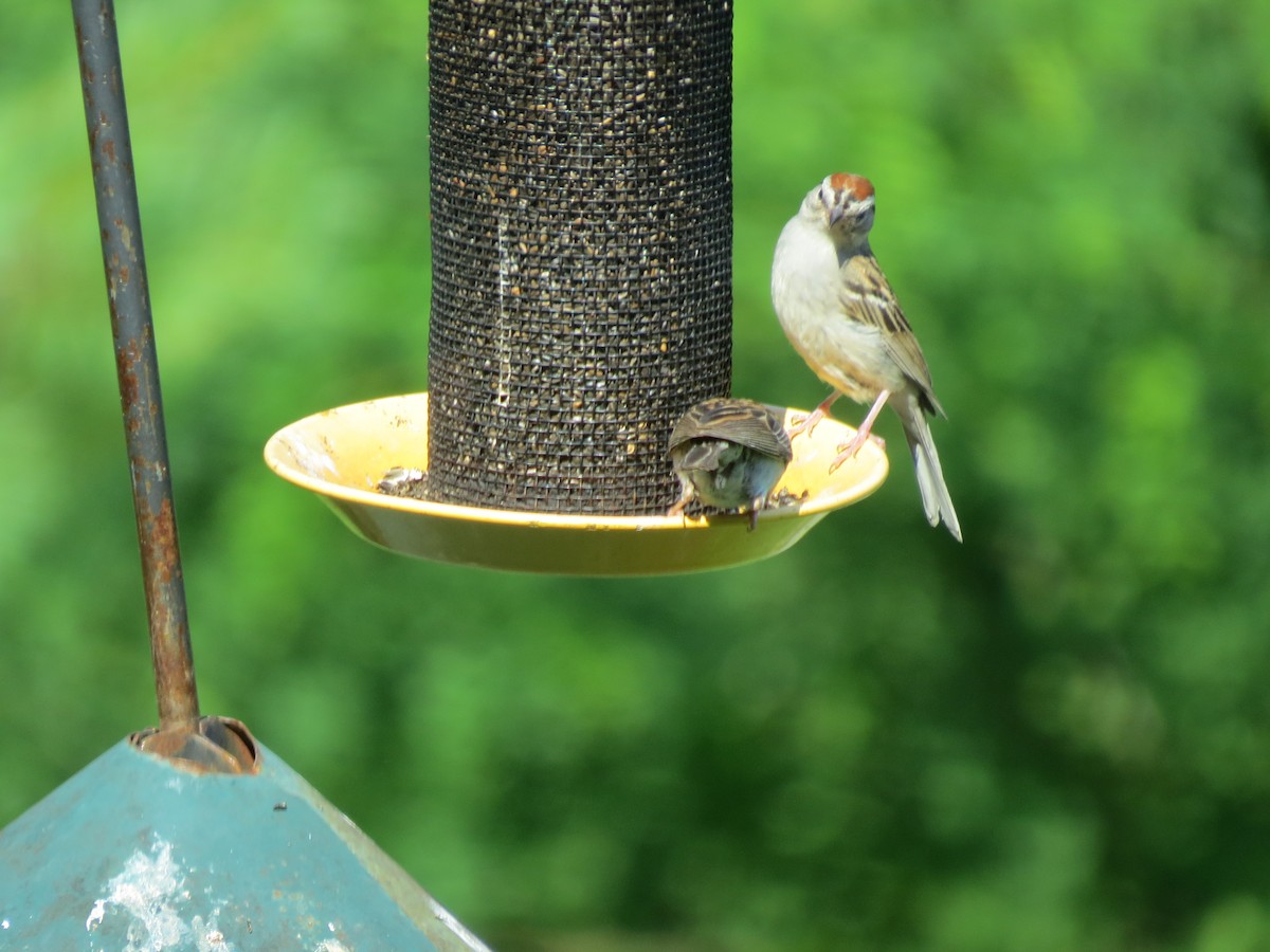Chipping Sparrow - ML638554398