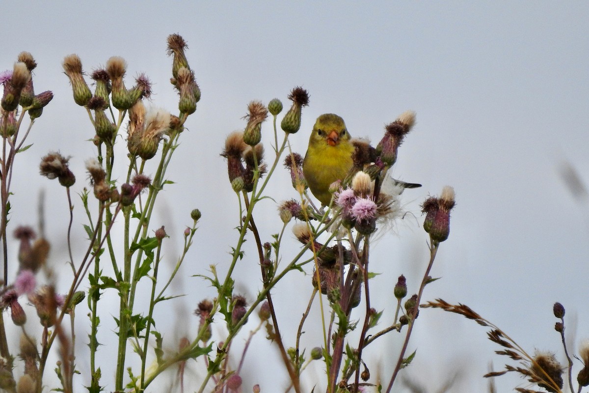 American Goldfinch - ML638554400