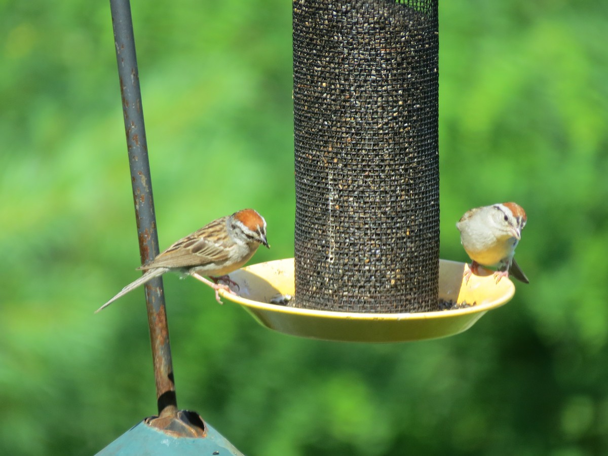Chipping Sparrow - ML638554401