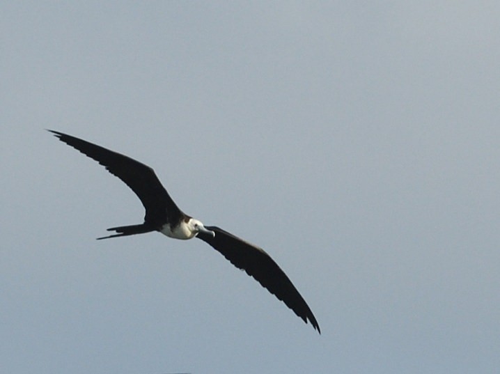 Magnificent Frigatebird - ML638554411