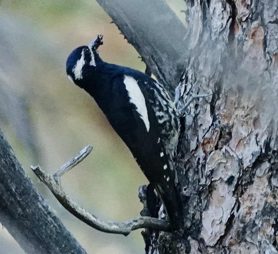 Williamson's Sapsucker - ML638554431