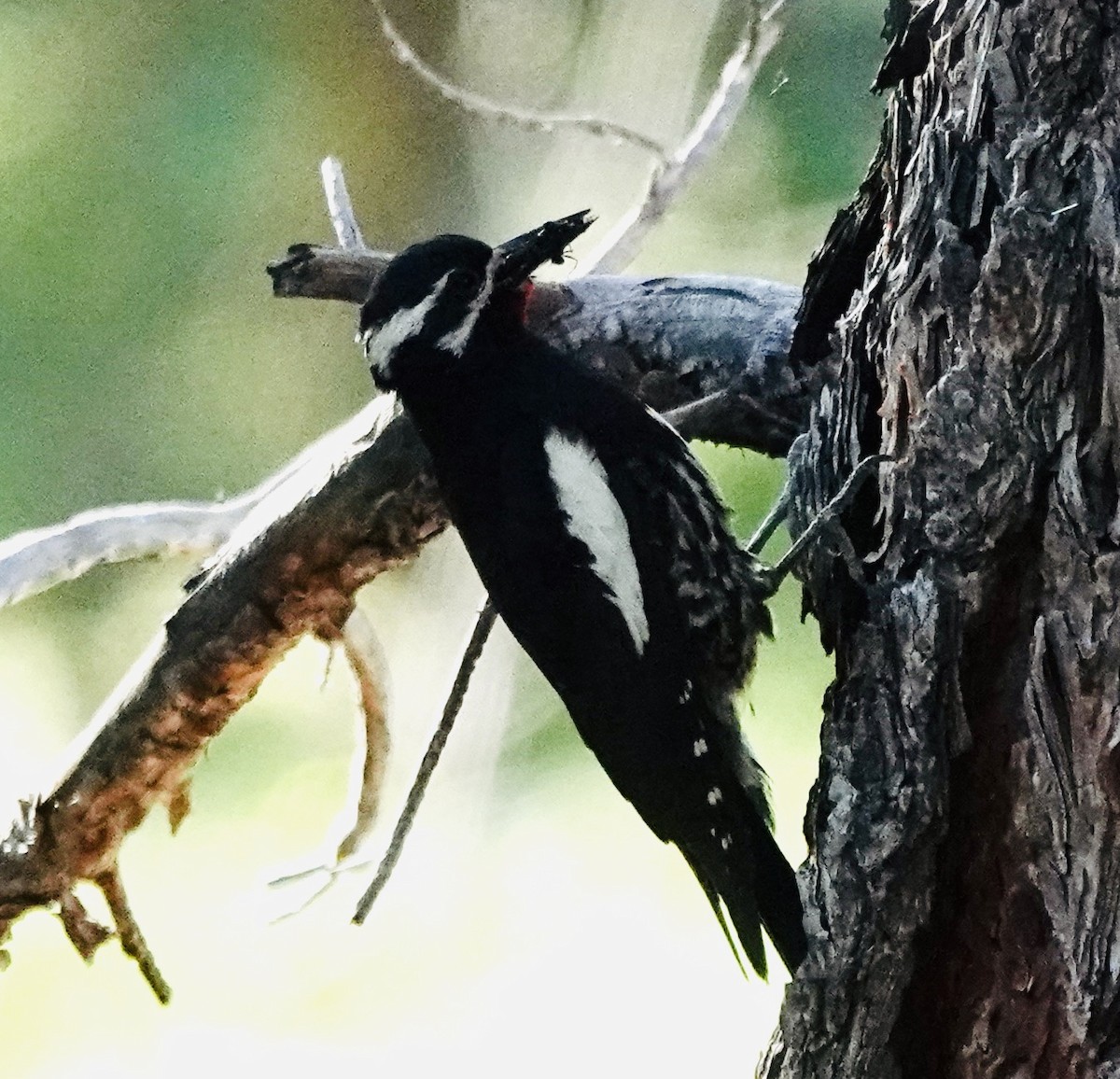 Williamson's Sapsucker - ML638554436