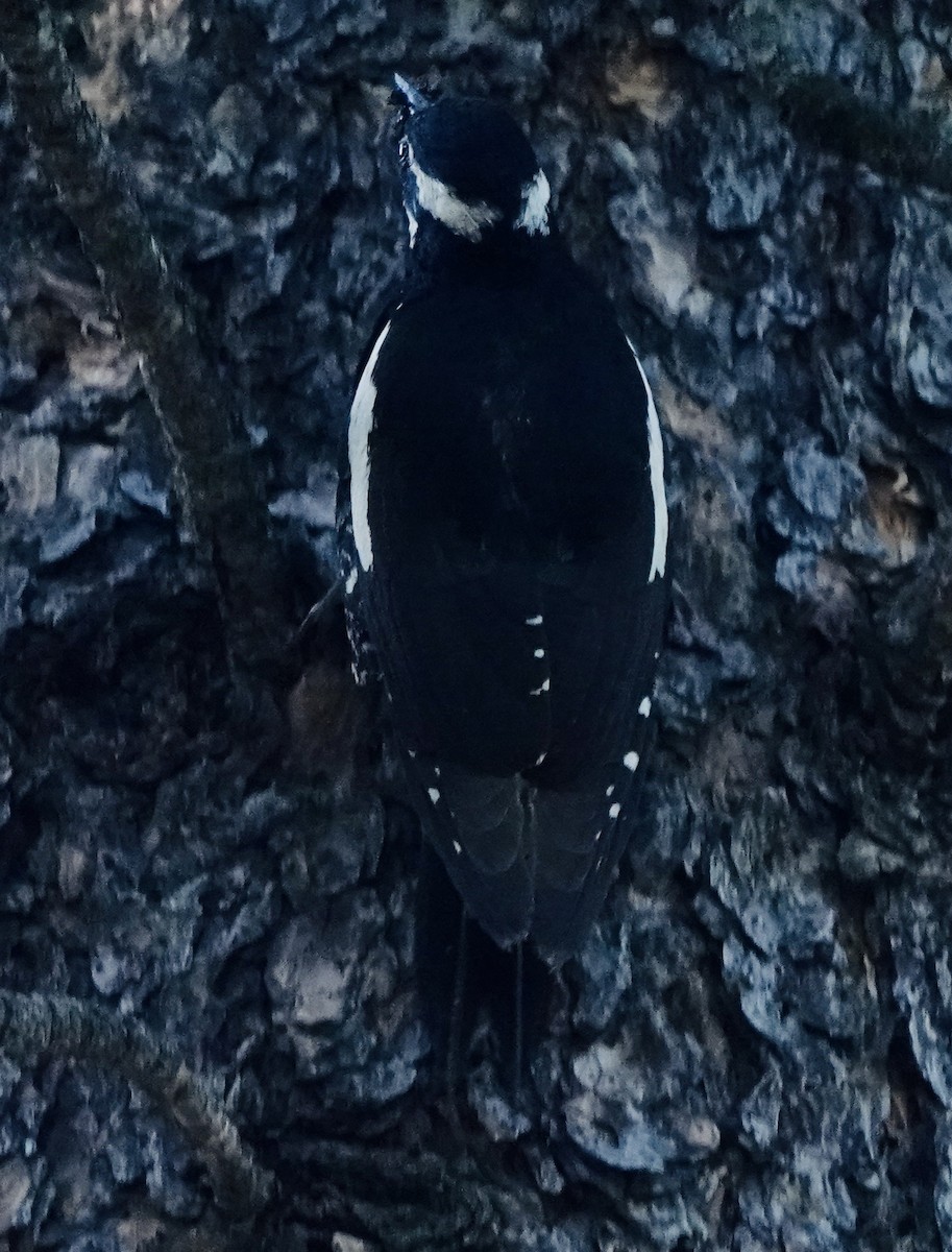 Williamson's Sapsucker - ML638554444