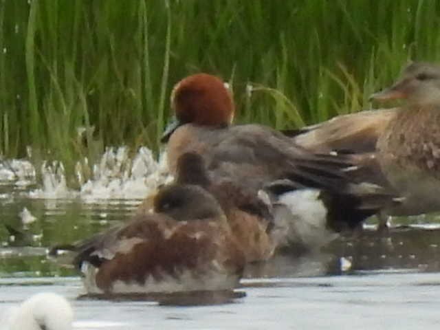Eurasian Wigeon - ML638554455