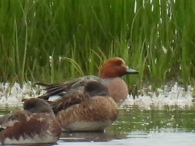 Eurasian Wigeon - ML638554456