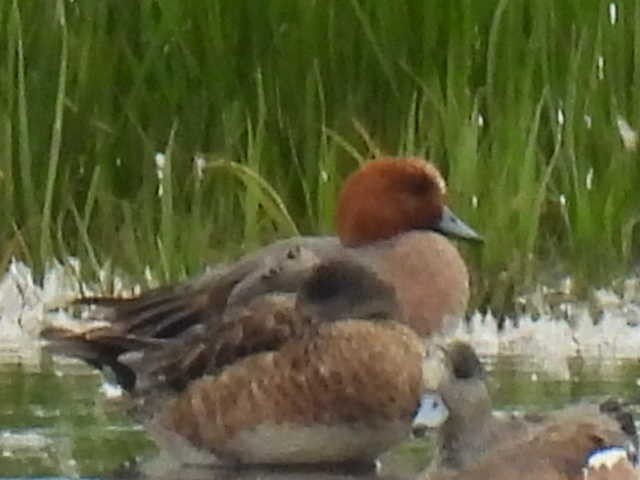 Eurasian Wigeon - ML638554457