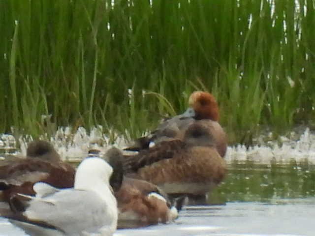 Eurasian Wigeon - ML638554458