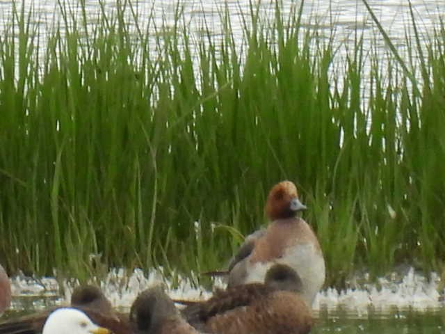 Eurasian Wigeon - ML638554460