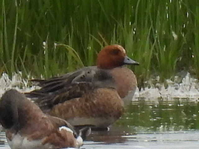 Eurasian Wigeon - ML638554462