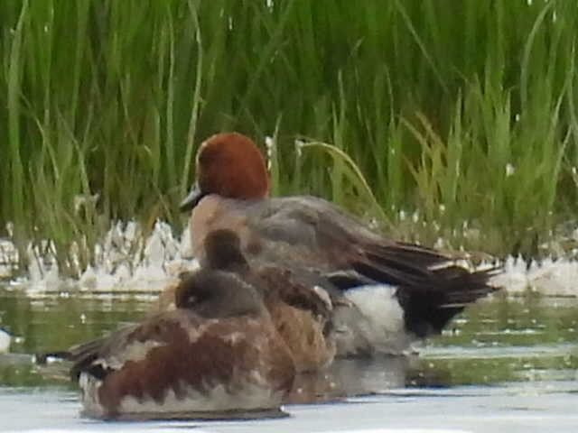Eurasian Wigeon - ML638554463