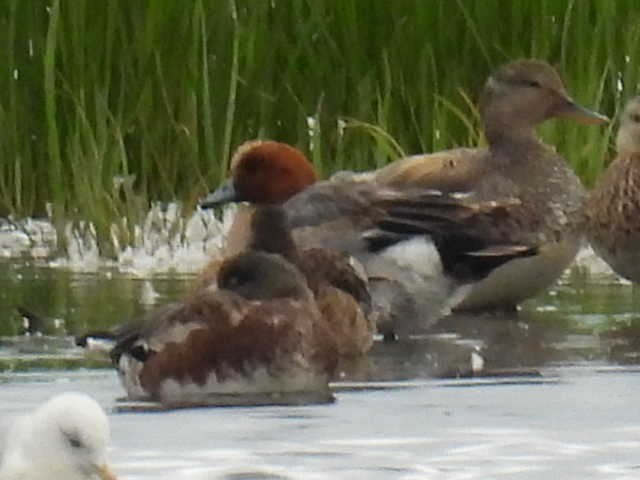 Eurasian Wigeon - ML638554465