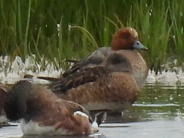Eurasian Wigeon - ML638554466