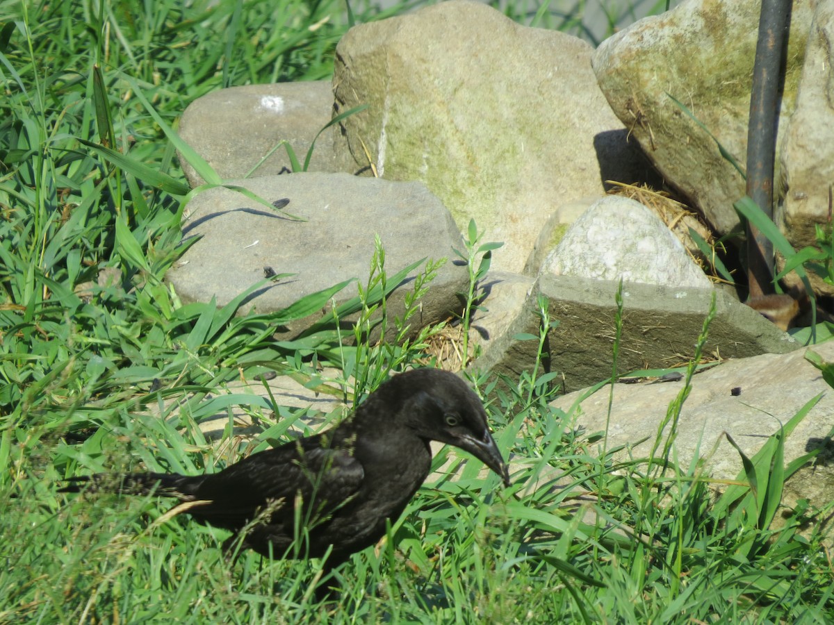 Common Grackle - ML638554492