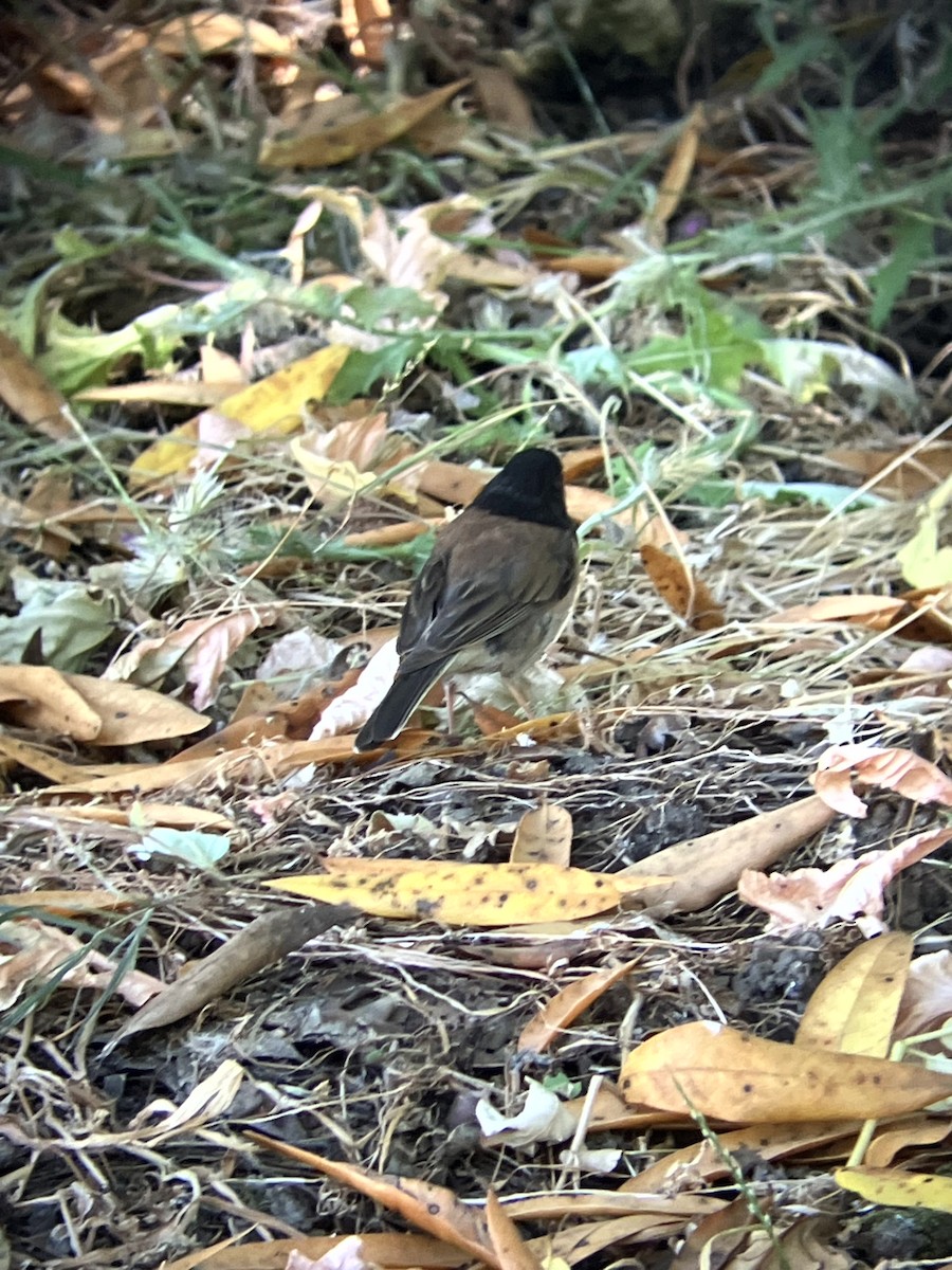 Dark-eyed Junco (Oregon) - ML638554495