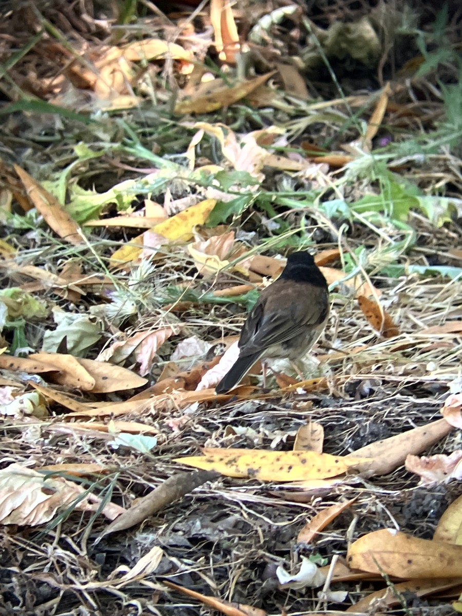 Dark-eyed Junco (Oregon) - ML638554496