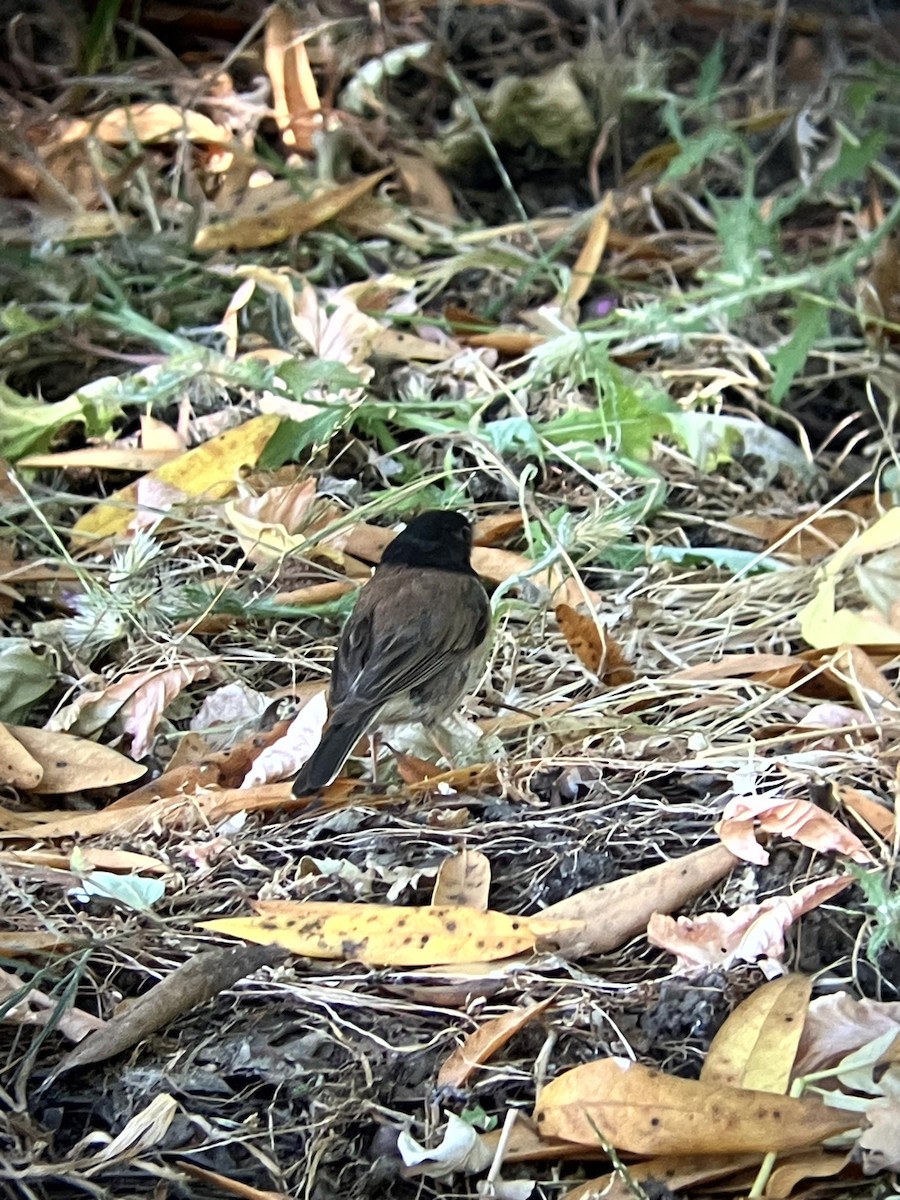 Dark-eyed Junco (Oregon) - ML638554497