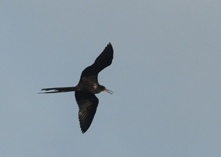 Magnificent Frigatebird - ML638554504