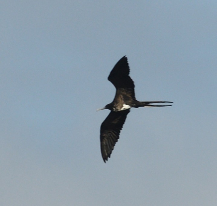 Magnificent Frigatebird - ML638554518