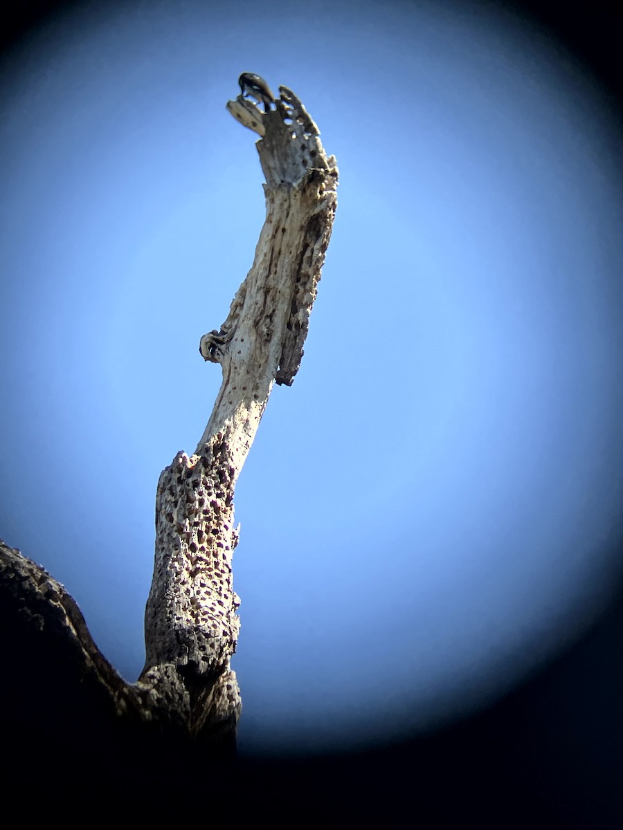 Acorn Woodpecker - ML638554520