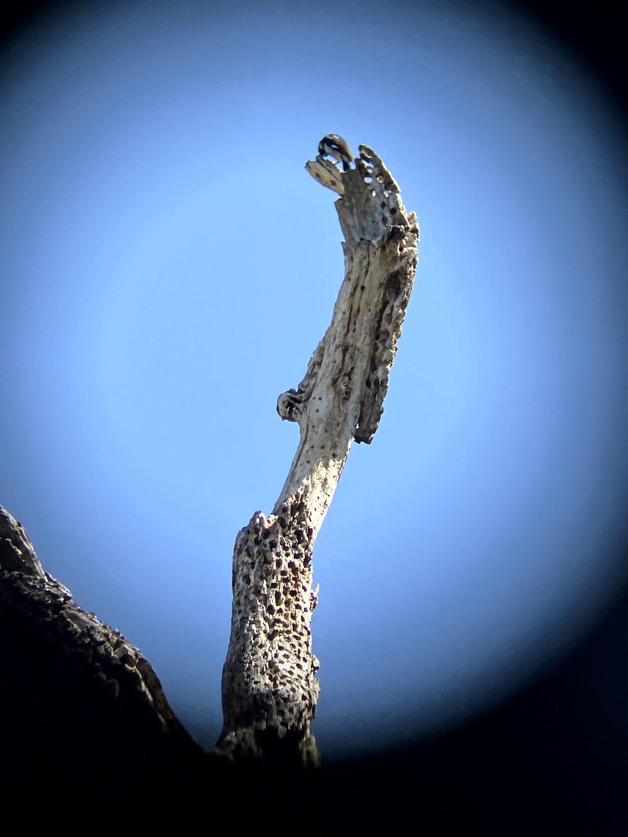 Acorn Woodpecker - ML638554521