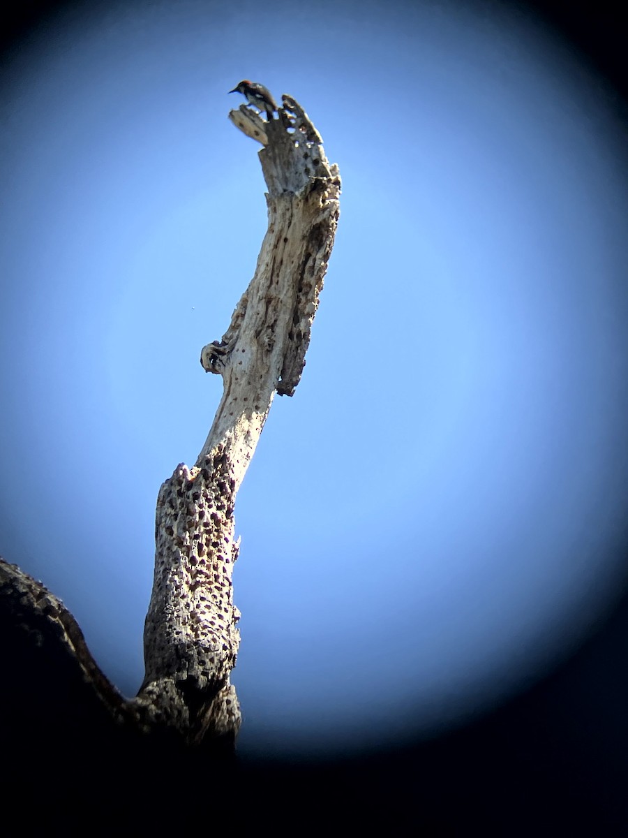 Acorn Woodpecker - ML638554522