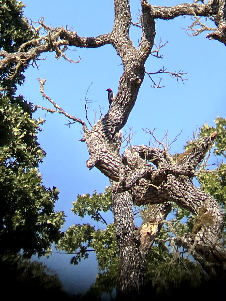 Acorn Woodpecker - ML638554523