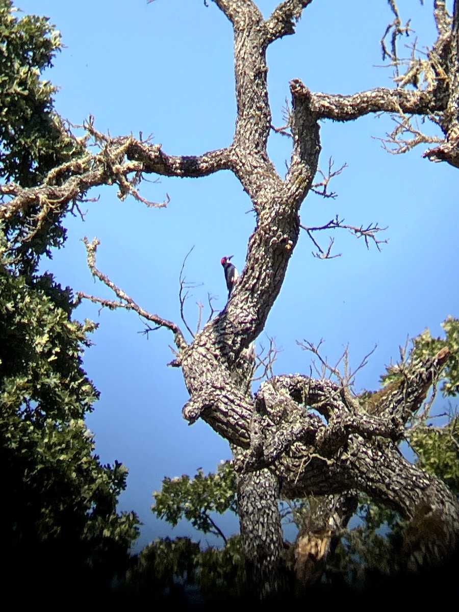 Acorn Woodpecker - ML638554524