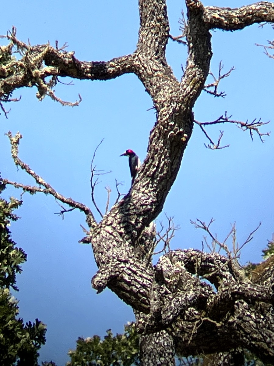 Acorn Woodpecker - ML638554526