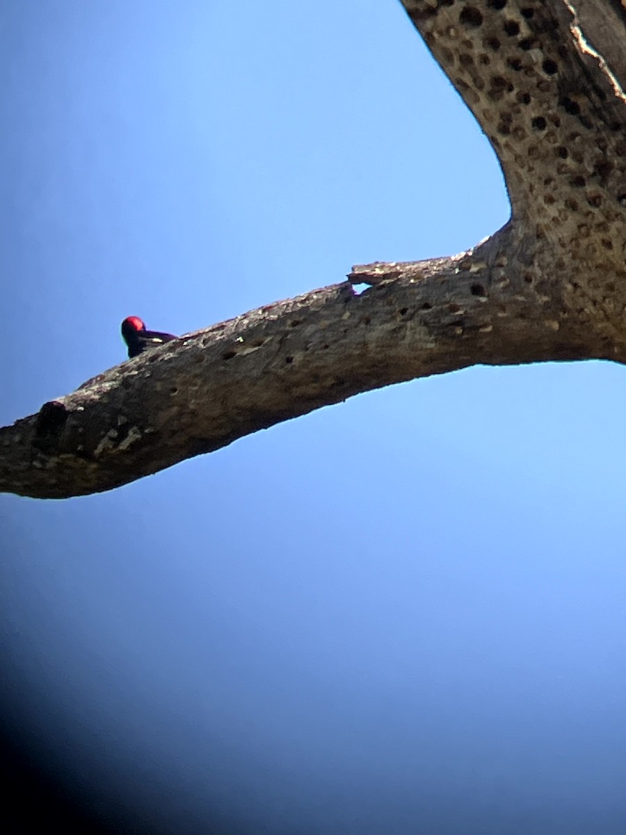 Acorn Woodpecker - ML638554527