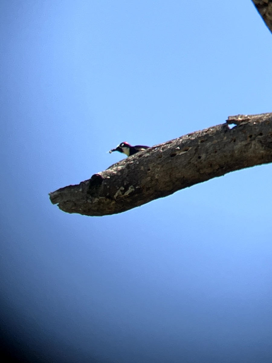 Acorn Woodpecker - ML638554528