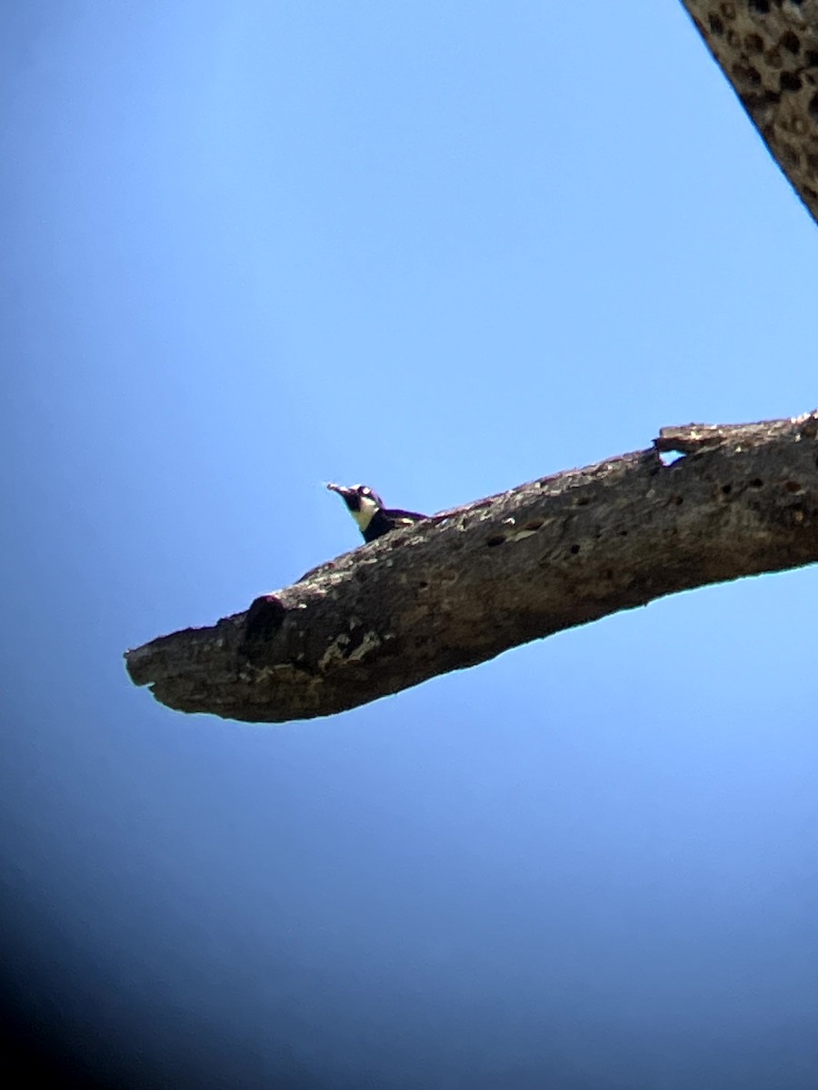 Acorn Woodpecker - ML638554529
