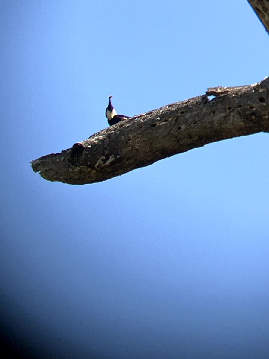 Acorn Woodpecker - ML638554530