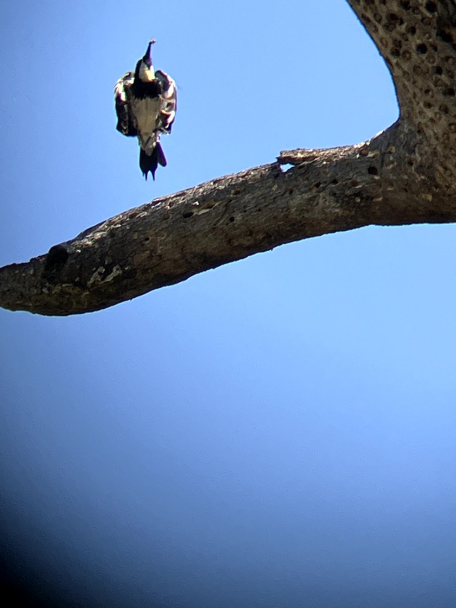 Acorn Woodpecker - ML638554531