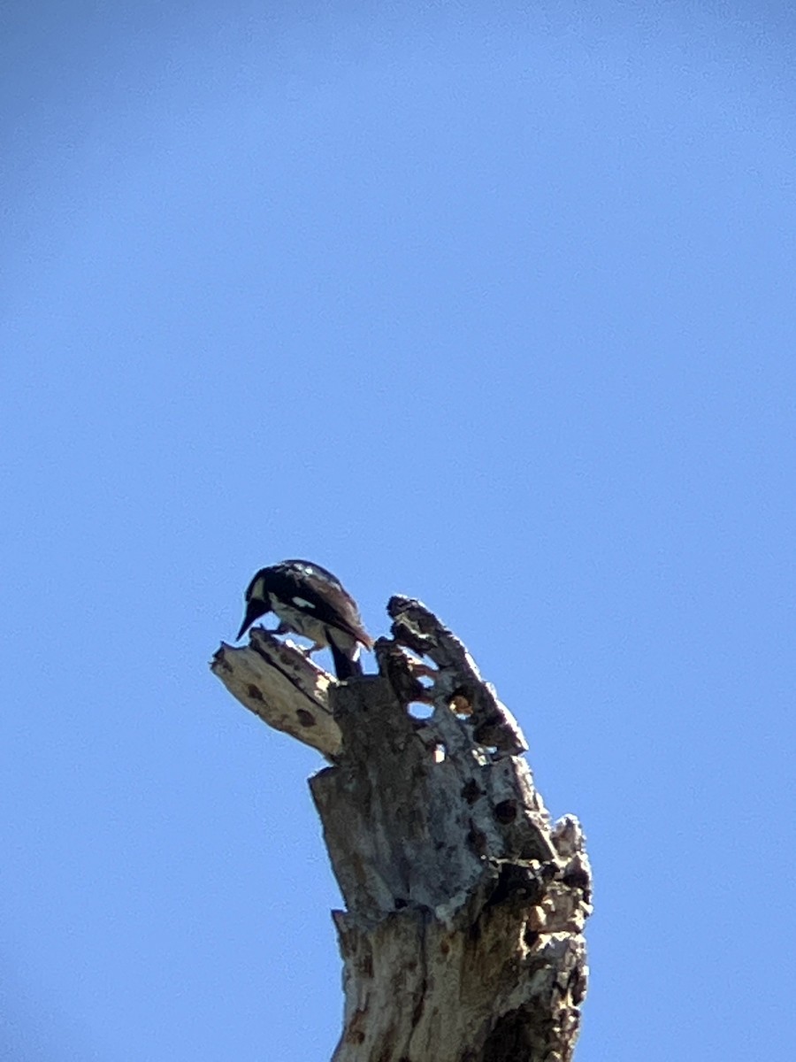 Acorn Woodpecker - ML638554532