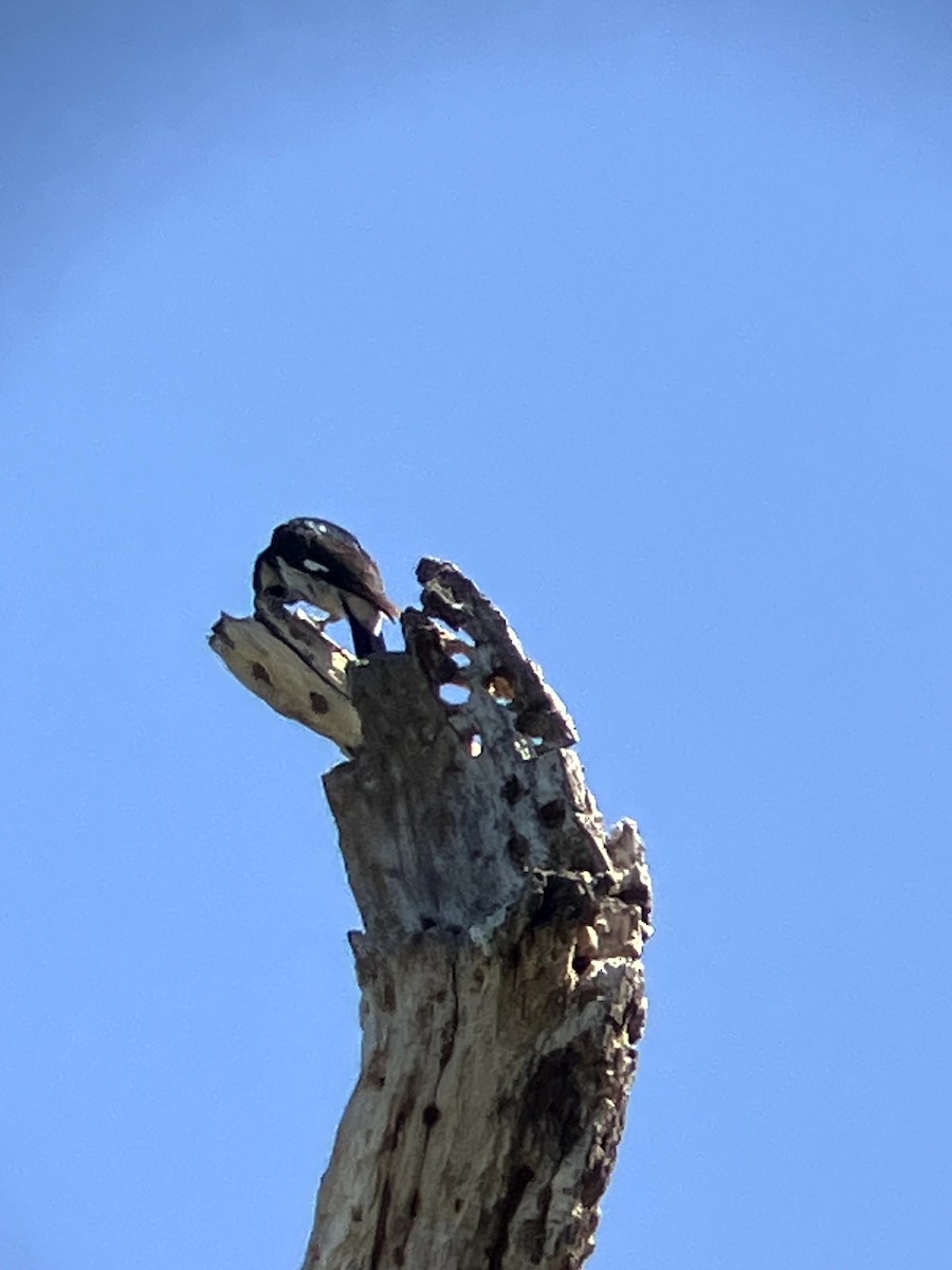 Acorn Woodpecker - ML638554533