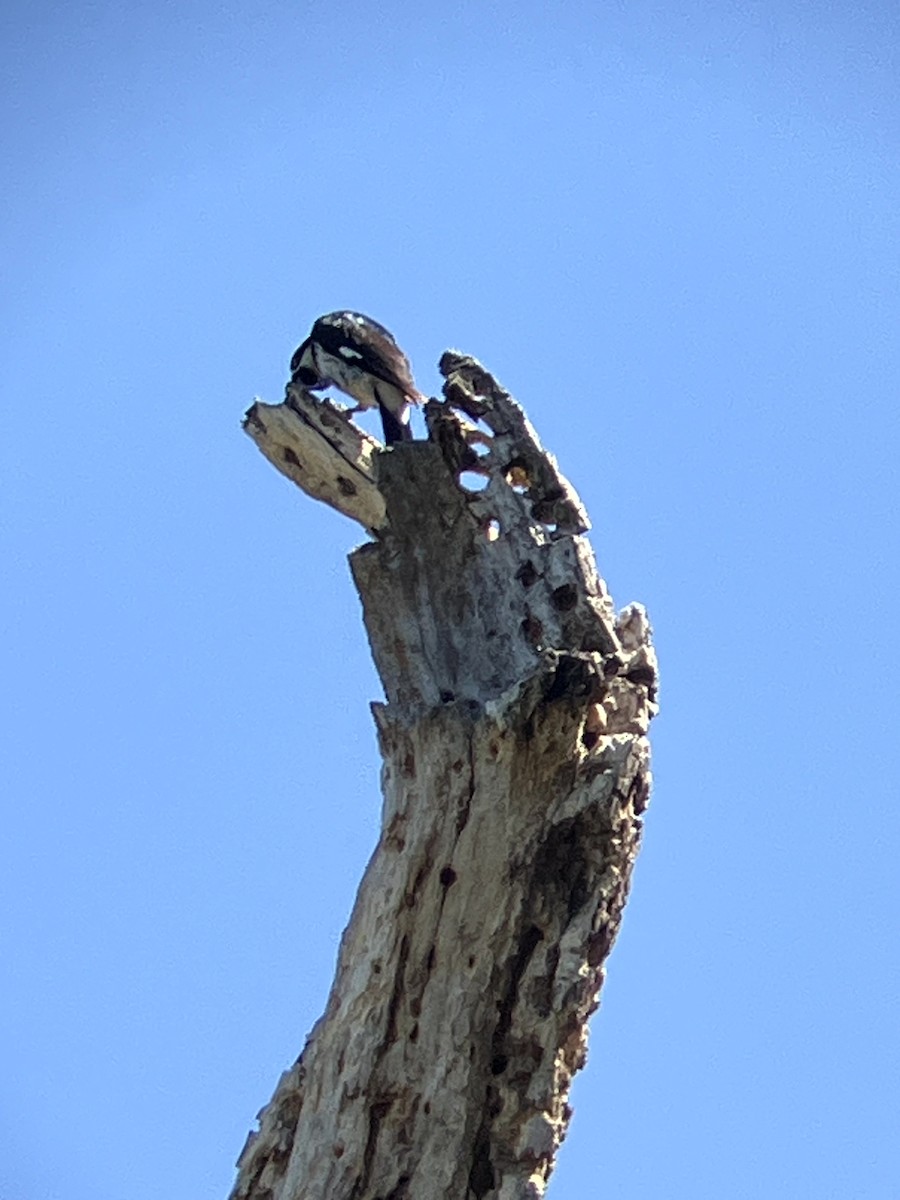 Acorn Woodpecker - ML638554534