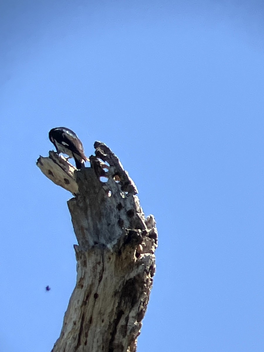 Acorn Woodpecker - ML638554535