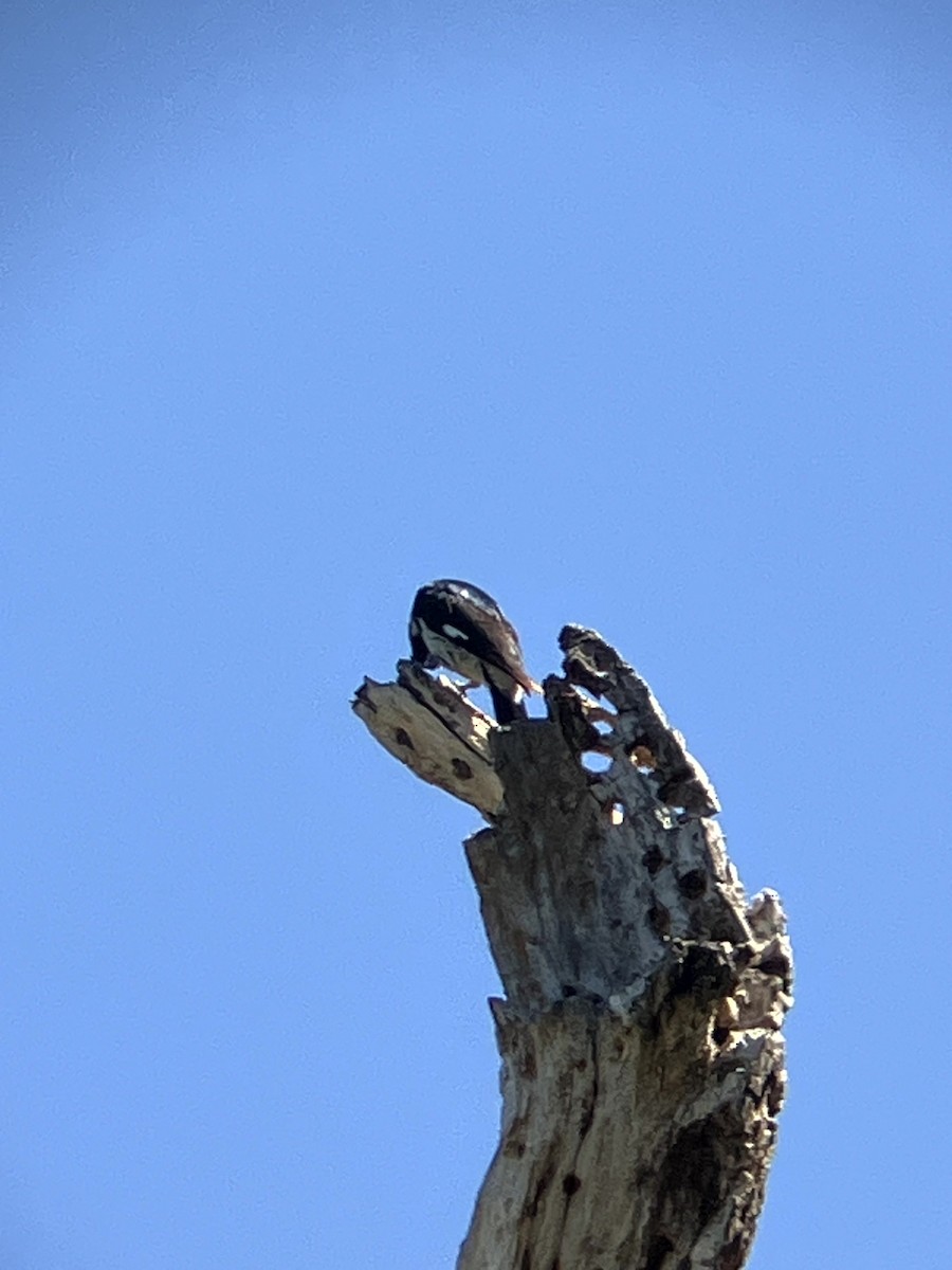 Acorn Woodpecker - ML638554536