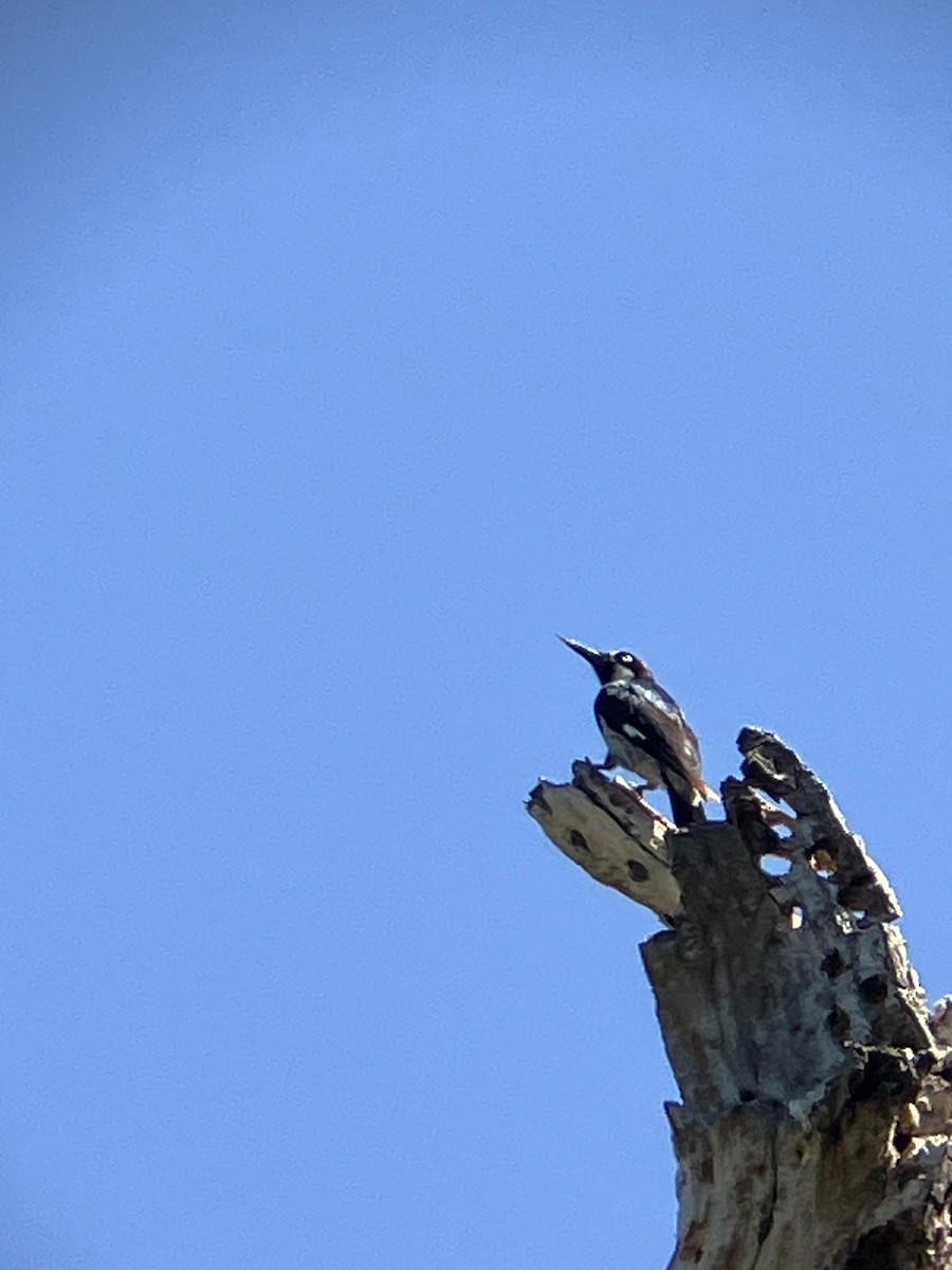 Acorn Woodpecker - ML638554537