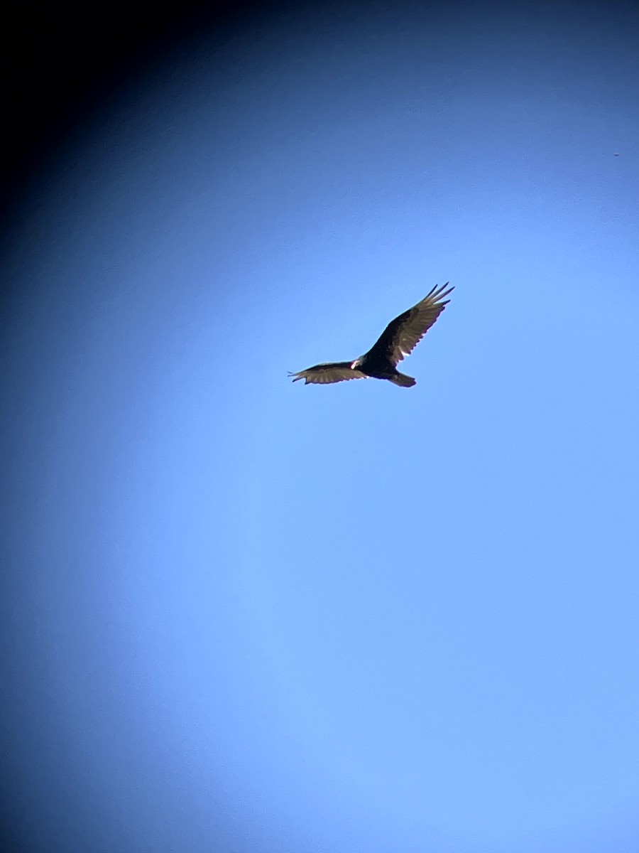 Turkey Vulture - ML638554550