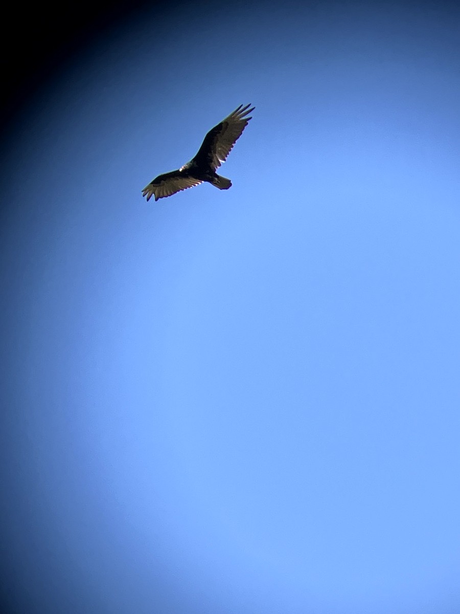 Turkey Vulture - ML638554551